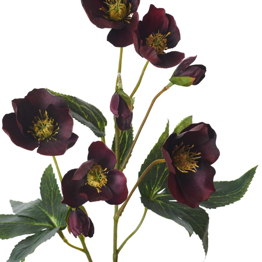 Neptune Hellebores Spray Wholesale