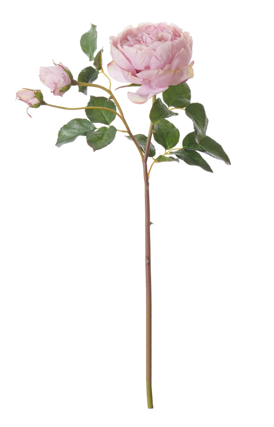 Neptune English Rose Stem Clearance