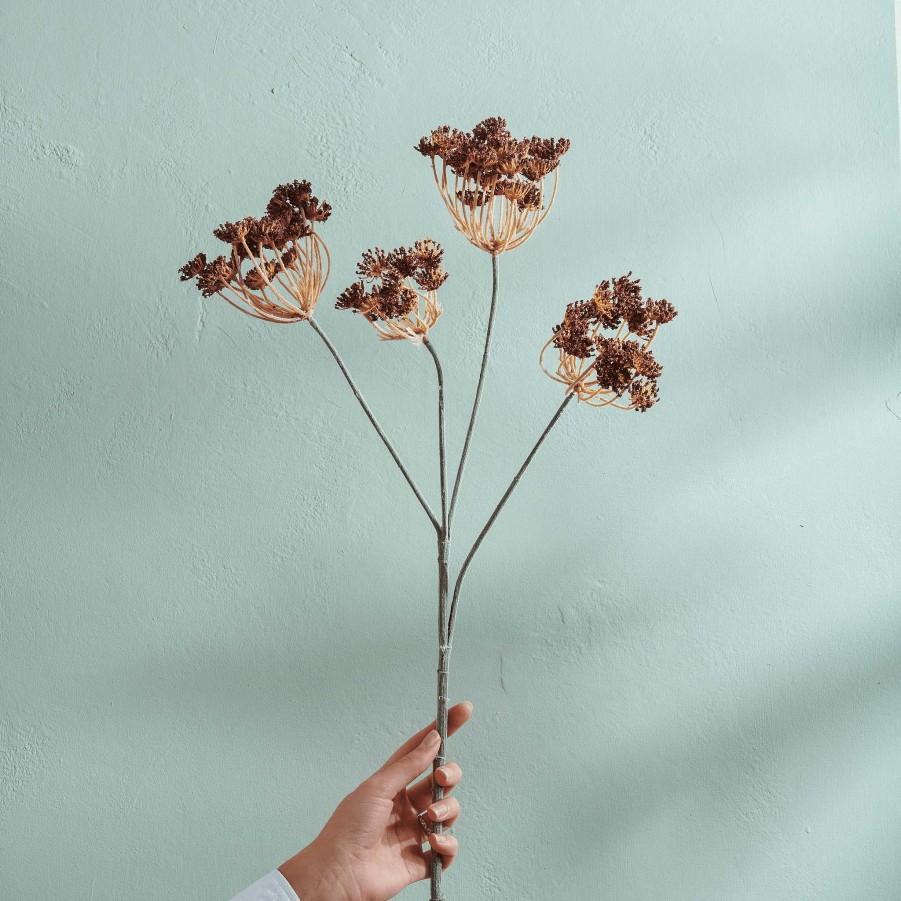 Neptune Queen Anne'S Lace Stem Best