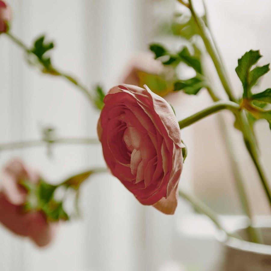 Neptune Ranunculus Flower Hot