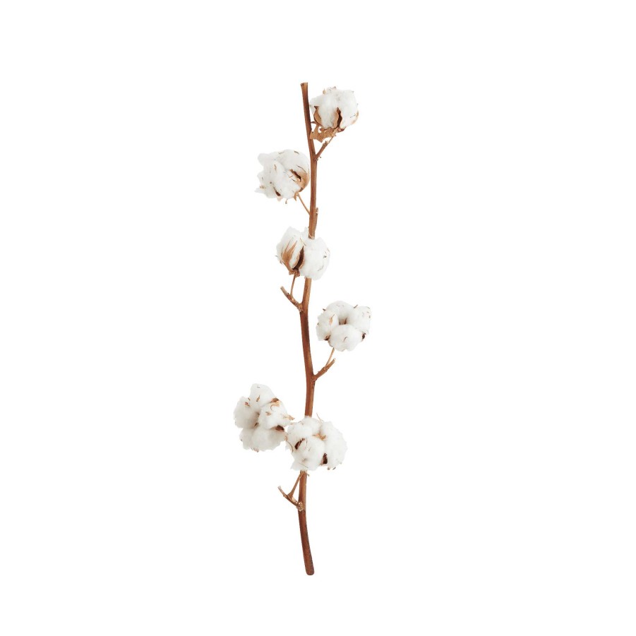 Neptune Dried Cotton Stem Online