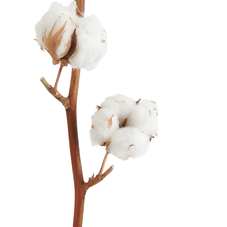 Neptune Dried Cotton Stem Online