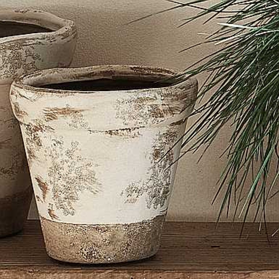 Neptune Thyme Terracotta Pot Wholesale