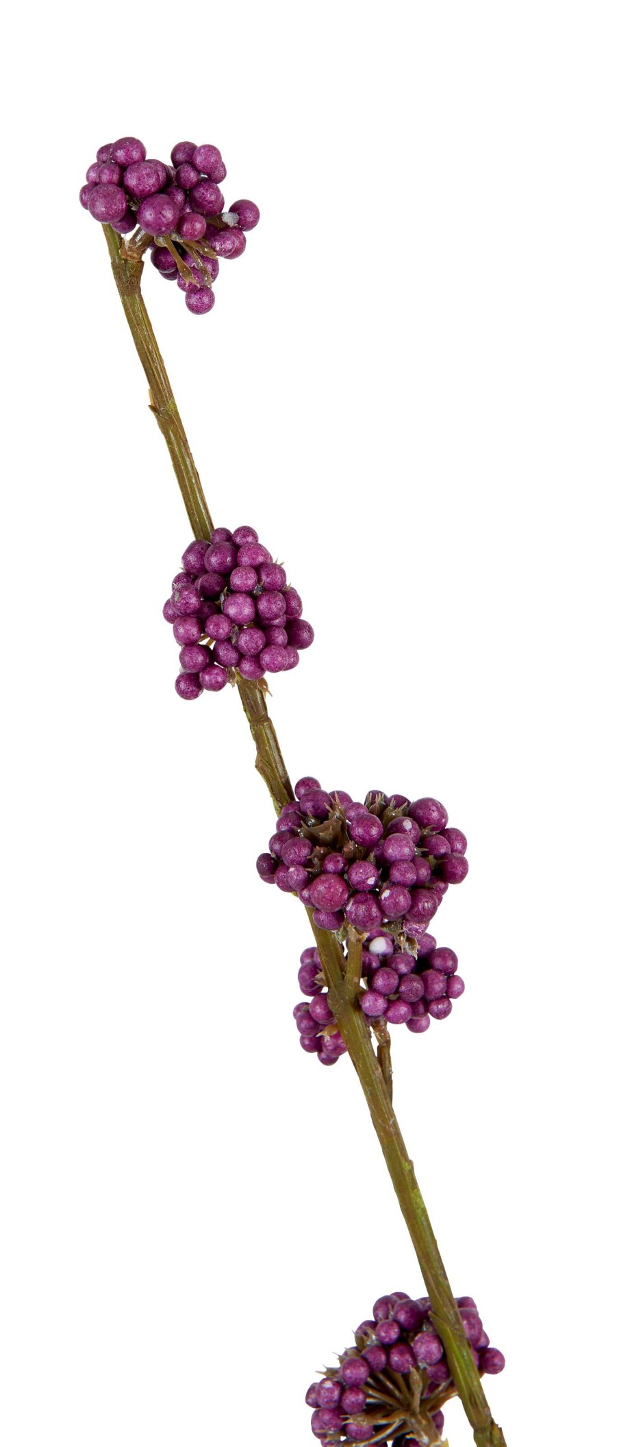 Neptune Callicarpa Twig Online